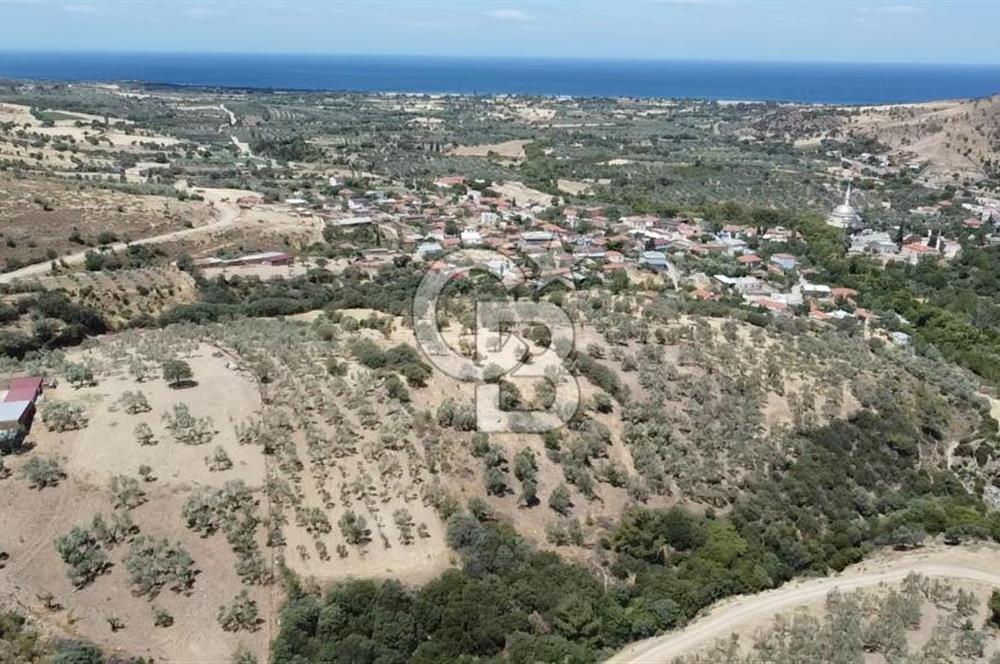 ÇANAKKALE AYVACIK KÖSEDERE KÖYÜ'NDE DENİZ MANZARALI ZEYTİNLİK