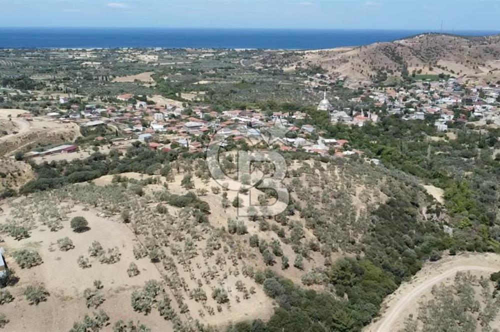 ÇANAKKALE AYVACIK KÖSEDERE KÖYÜ'NDE DENİZ MANZARALI ZEYTİNLİK