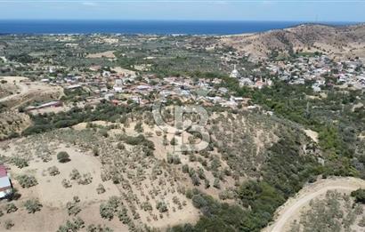 ÇANAKKALE AYVACIK KÖSEDERE KÖYÜ'NDE DENİZ MANZARALI ZEYTİNLİK