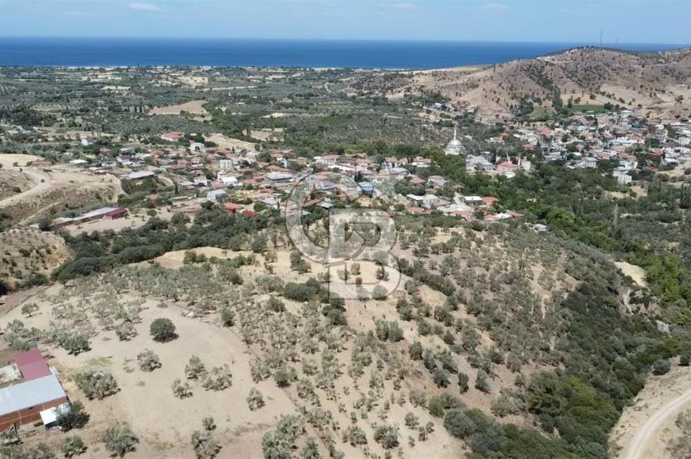 ÇANAKKALE AYVACIK KÖSEDERE KÖYÜ'NDE DENİZ MANZARALI ZEYTİNLİK