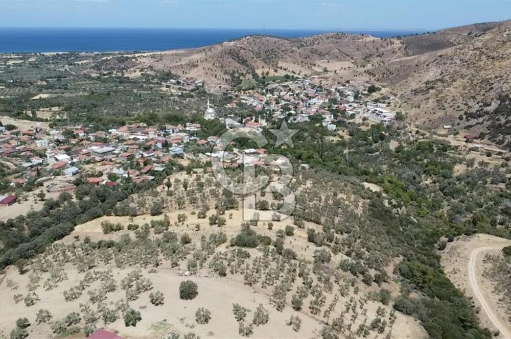 ÇANAKKALE AYVACIK KÖSEDERE KÖYÜ'NDE DENİZ MANZARALI ZEYTİNLİK