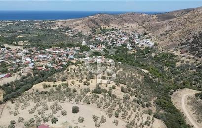 ÇANAKKALE AYVACIK KÖSEDERE KÖYÜ'NDE DENİZ MANZARALI ZEYTİNLİK