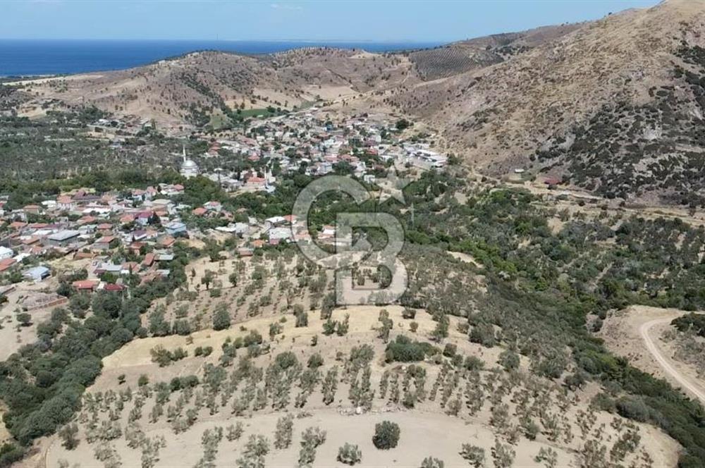ÇANAKKALE AYVACIK KÖSEDERE KÖYÜ'NDE DENİZ MANZARALI ZEYTİNLİK