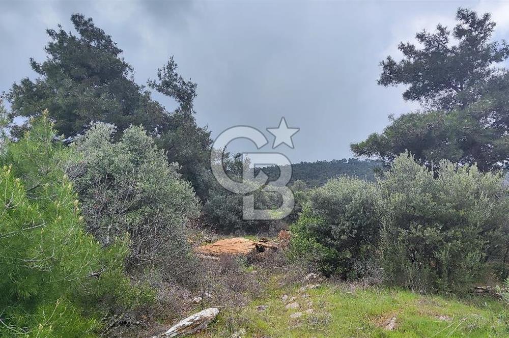 İzmir Bayındır Kızıloba'da Satılık Zeytinlik