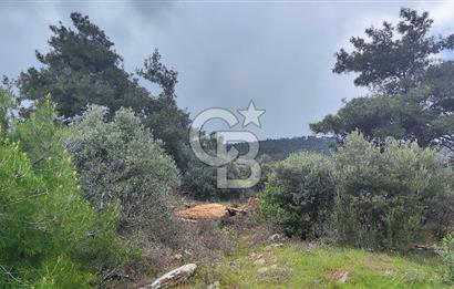 İzmir Bayındır Kızıloba'da Satılık Zeytinlik