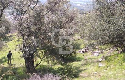 İZMİR BAYINDIR TURAN KÖYÜNDE SATILIK ZEYTİNLİK