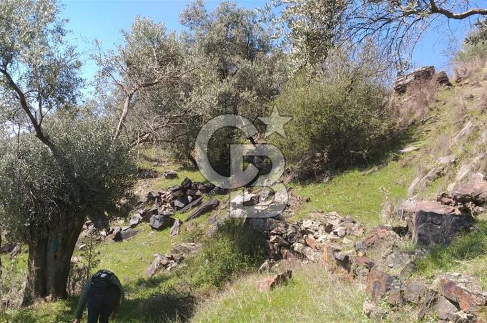 İZMİR BAYINDIR TURAN KÖYÜNDE SATILIK ZEYTİNLİK