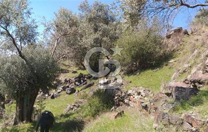 İZMİR BAYINDIR TURAN KÖYÜNDE SATILIK ZEYTİNLİK