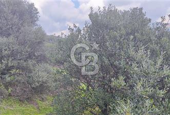 İzmir Bayındır Kızıloba'da Satılık Zeytinlik