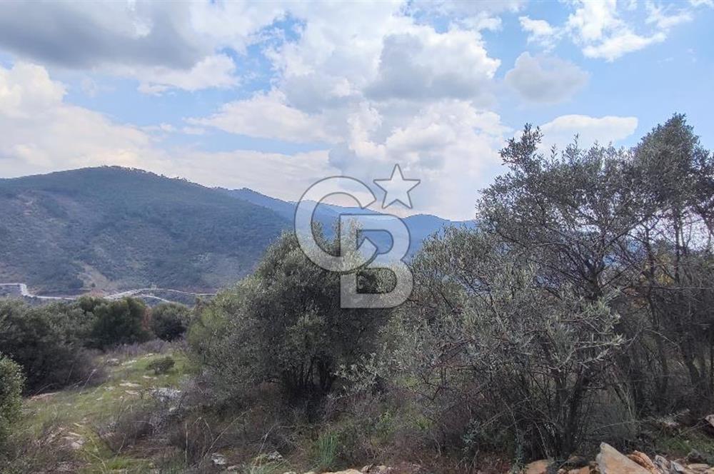 İzmir Bayındır Kızıloba'da Satılık Zeytinlik