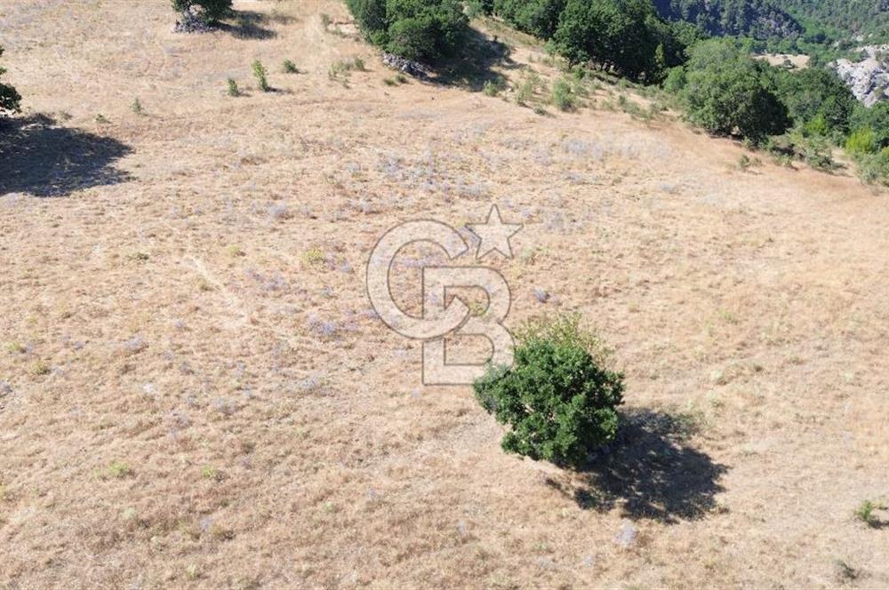 ÇANAKKALE LAPSEKİ KARAÖMERLER KÖYÜ SATILIK 5.3 DÖNÜM TARLA