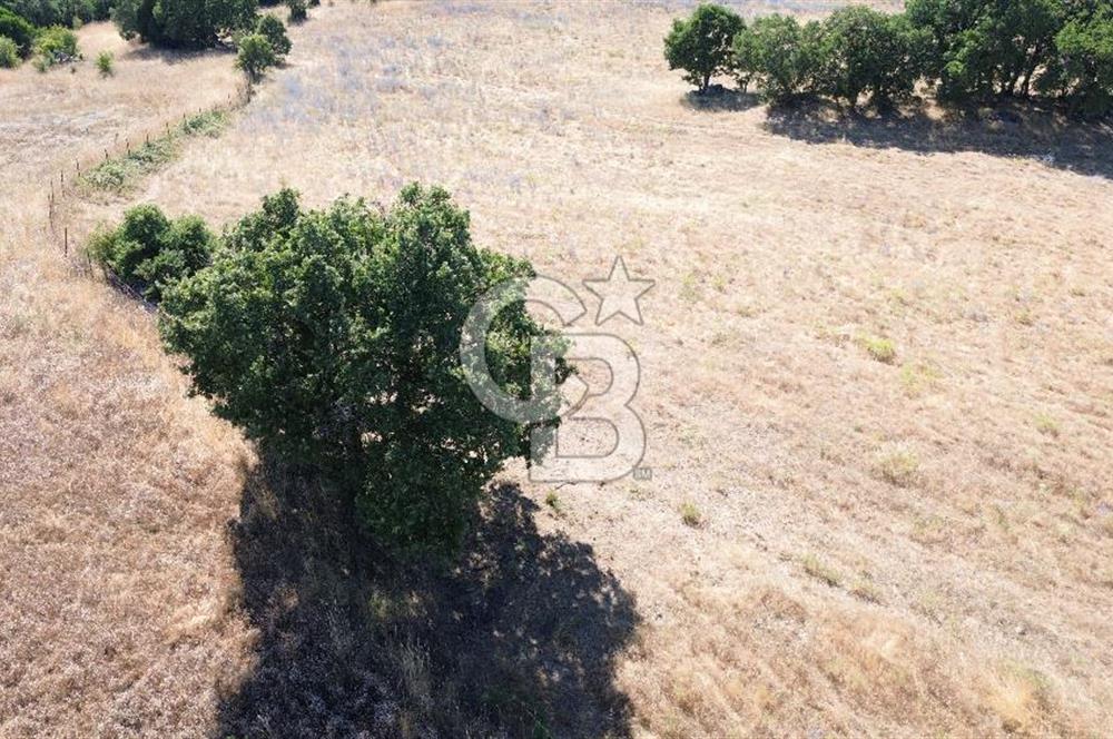 ÇANAKKALE LAPSEKİ KARAÖMERLER KÖYÜ SATILIK 5.3 DÖNÜM TARLA