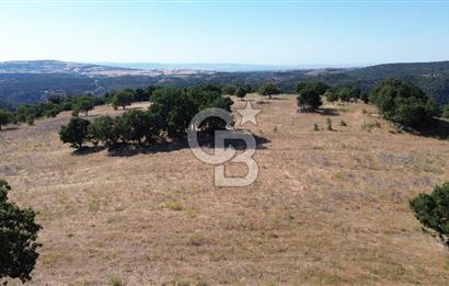 ÇANAKKALE LAPSEKİ KARAÖMERLER KÖYÜ SATILIK 5.3 DÖNÜM TARLA
