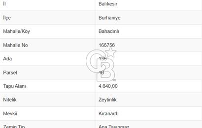 Burhaniye Bahadanlı`da satılık zeytinlik