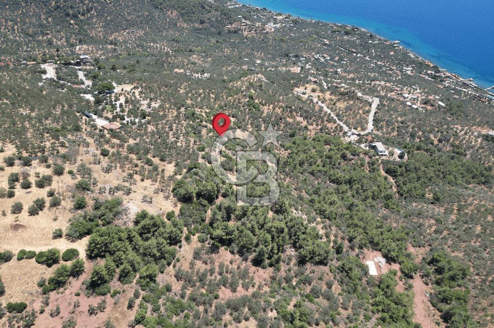 AYVACIK SAZLIDA MİDİLLİ MANZARALI 683 m² SATILIK ZEYTİNLİK