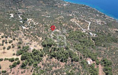 AYVACIK SAZLIDA MİDİLLİ MANZARALI 683 m² SATILIK ZEYTİNLİK