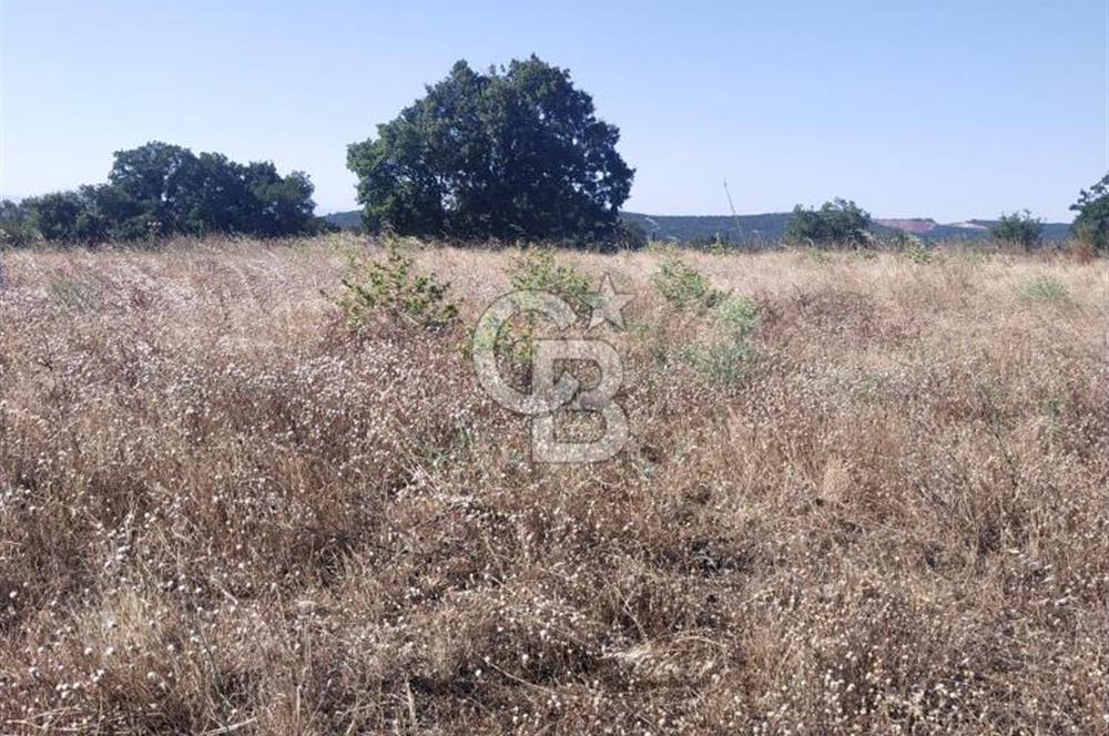 ÇANAKKALE LAPSEKİ KARAÖMERLER KÖYÜ SATILIK 5.3 DÖNÜM TARLA