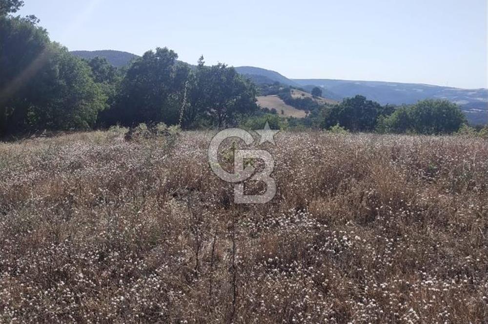 ÇANAKKALE LAPSEKİ KARAÖMERLER KÖYÜ SATILIK 5.3 DÖNÜM TARLA