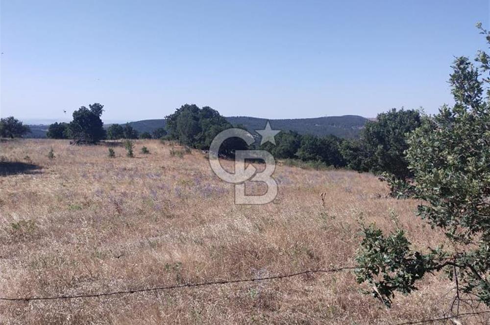 ÇANAKKALE LAPSEKİ KARAÖMERLER KÖYÜ SATILIK 5.3 DÖNÜM TARLA