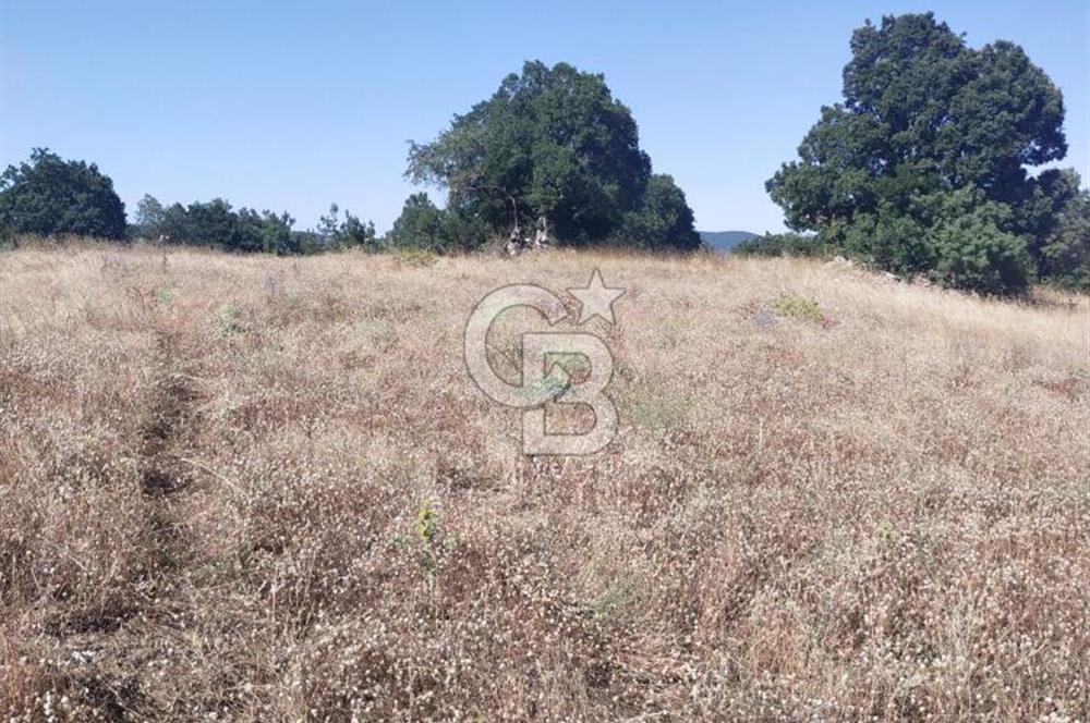 ÇANAKKALE LAPSEKİ KARAÖMERLER KÖYÜ SATILIK 5.3 DÖNÜM TARLA