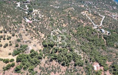 AYVACIK SAZLIDA MİDİLLİ MANZARALI 683 m² SATILIK ZEYTİNLİK