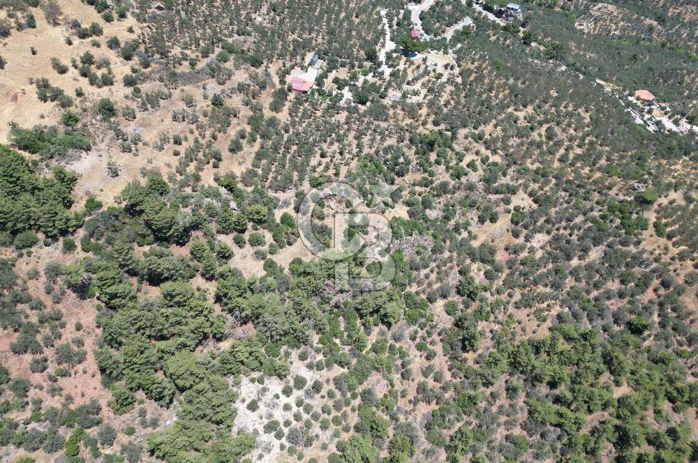 AYVACIK SAZLIDA MİDİLLİ MANZARALI 683 m² SATILIK ZEYTİNLİK