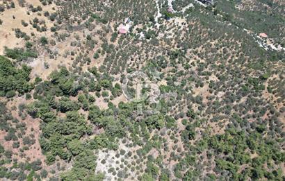 AYVACIK SAZLIDA MİDİLLİ MANZARALI 683 m² SATILIK ZEYTİNLİK