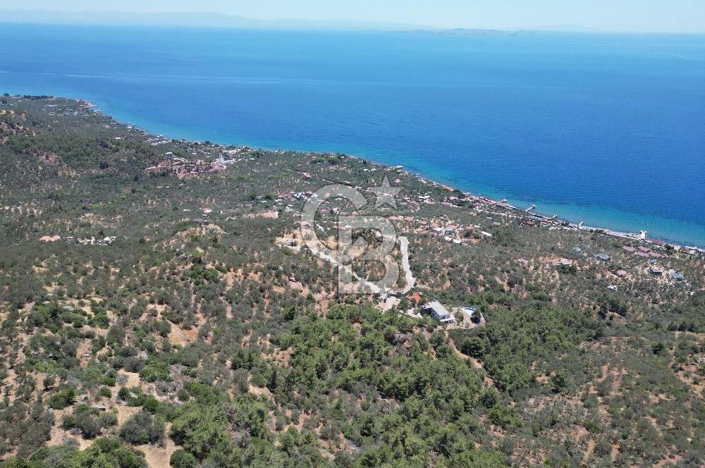 AYVACIK SAZLIDA MİDİLLİ MANZARALI 683 m² SATILIK ZEYTİNLİK