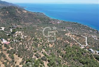 AYVACIK SAZLIDA MİDİLLİ MANZARALI 683 m² SATILIK ZEYTİNLİK
