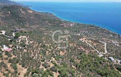 AYVACIK SAZLIDA MİDİLLİ MANZARALI 683 m² SATILIK ZEYTİNLİK