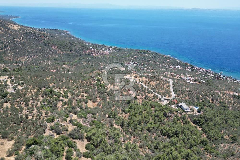 AYVACIK SAZLIDA MİDİLLİ MANZARALI 683 m² SATILIK ZEYTİNLİK