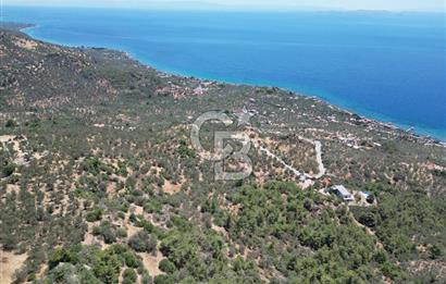 AYVACIK SAZLIDA MİDİLLİ MANZARALI 683 m² SATILIK ZEYTİNLİK