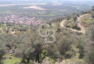 İZMİR BAYINDIR TURAN KÖYÜNDE SATILIK ZEYTİNLİK