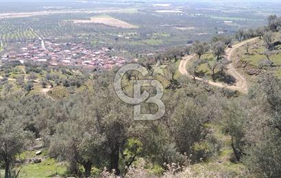 İZMİR BAYINDIR TURAN KÖYÜNDE SATILIK ZEYTİNLİK
