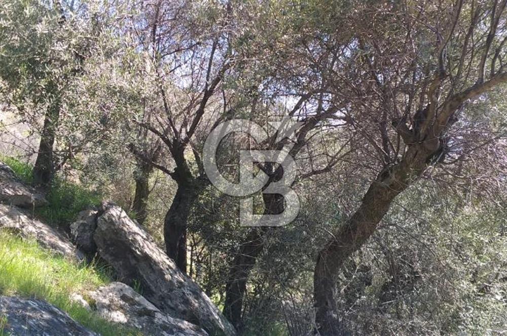 İZMİR BAYINDIR TURAN KÖYÜNDE SATILIK ZEYTİNLİK