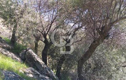 İZMİR BAYINDIR TURAN KÖYÜNDE SATILIK ZEYTİNLİK
