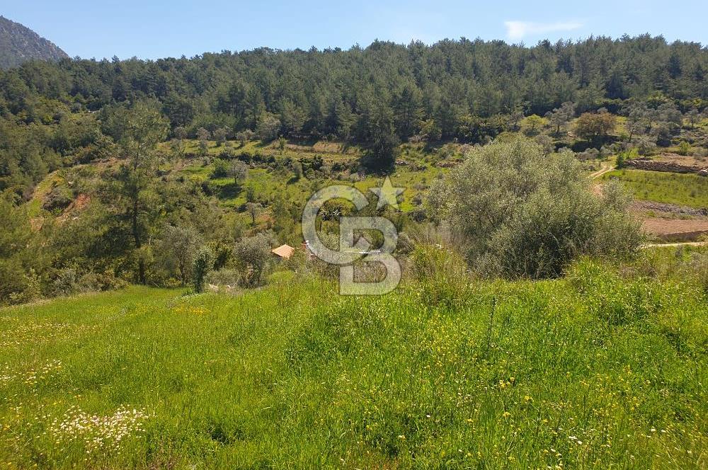 Muğla Menteşe Zeytinköy Mahallesinde Satılık İçinde Evi Olan Tarla