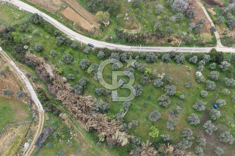 Bayındır Lütuflar Köyü’nde 5.928 m² Satılık Verimli Tarla