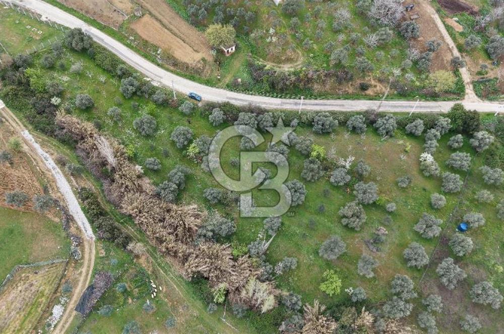 Bayındır Lütuflar Köyü’nde 5.928 m² Satılık Verimli Tarla