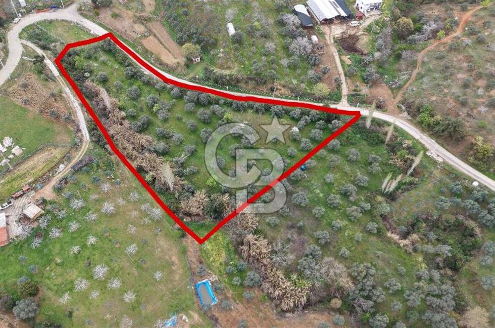 Bayındır Lütuflar Köyü’nde 5.928 m² Satılık Verimli Tarla