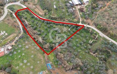 Bayındır Lütuflar Köyü’nde 5.928 m² Satılık Verimli Tarla