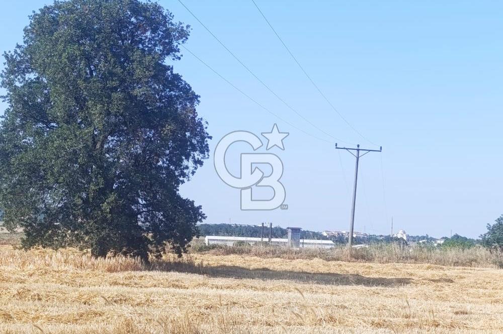 BİGA MERKEZE YAKIN ASFALTA 2 PARSEL HEMEN ARA SATILIK TARLA