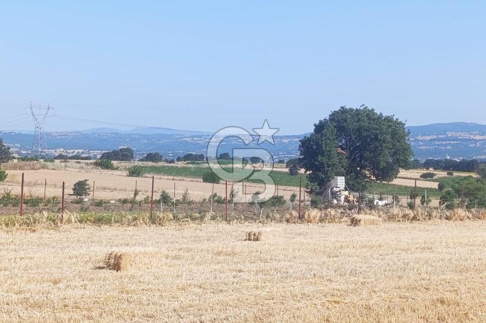 BİGA MERKEZE YAKIN ASFALTA 2 PARSEL HEMEN ARA SATILIK TARLA