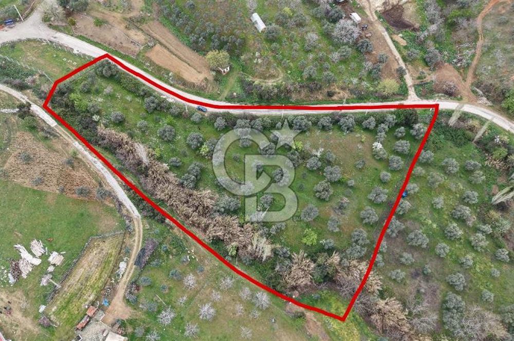 Bayındır Lütuflar Köyü’nde 5.928 m² Satılık Verimli Tarla