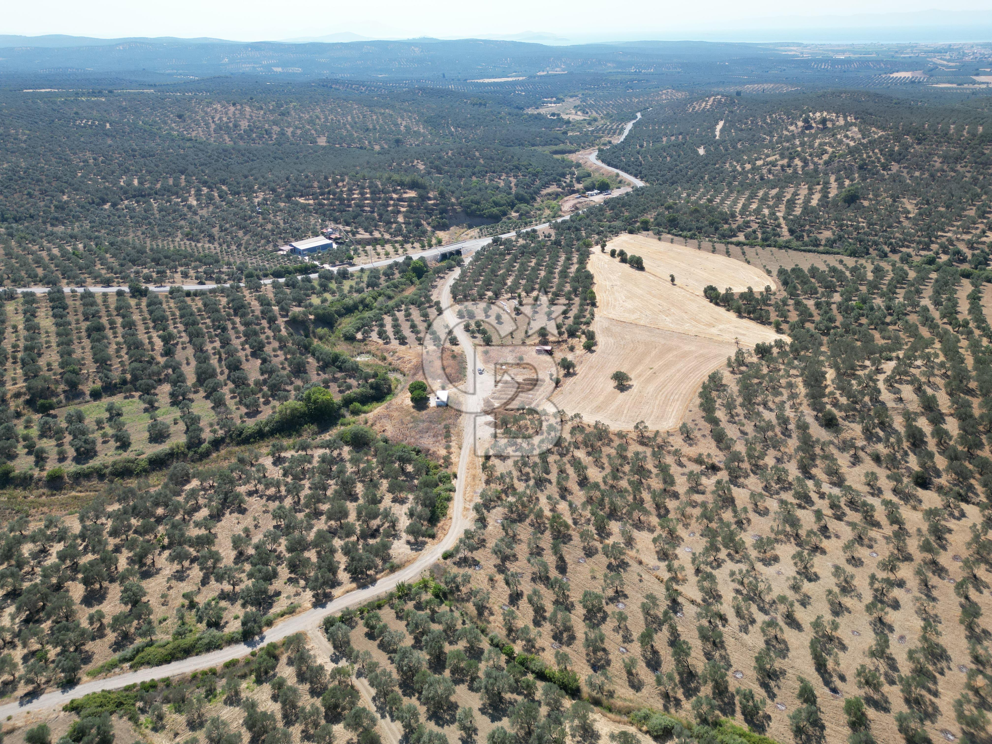 Ayvalık Gömeç Mahallesin’de Satılık Zeytinlik