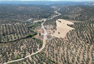 Ayvalık Gömeç Mahallesin’de Satılık Zeytinlik