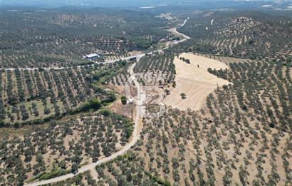 Ayvalık Gömeç Mahallesin’de Satılık Zeytinlik