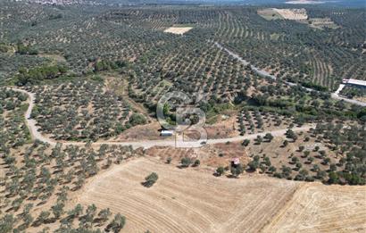 Ayvalık Gömeç Mahallesin’de Satılık Zeytinlik