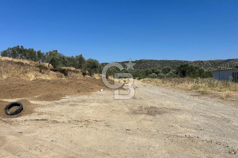 Ayvalık Gömeç Mahallesin’de Satılık Zeytinlik