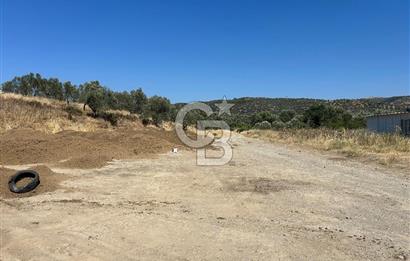 Ayvalık Gömeç Mahallesin’de Satılık Zeytinlik